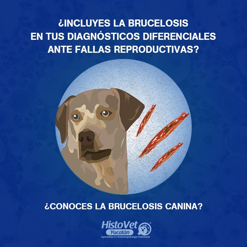 brucelosis canina